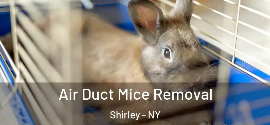 Air Duct Mice Removal Shirley - NY